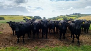 Troupeau black angus